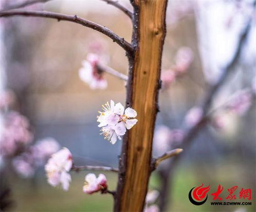 花开时节,春意盎然