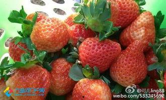 草莓娱乐吃瓜酱